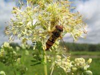 Episyrphus balteatus 19, Snorzweefvlieg, Saxifraga-Rutger Barendse