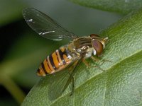 Episyrphus balteatus 01 #02622 : Episyrphus balteatus, Pyamazweefvlieg, female