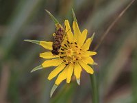 Episyrphus balteatus 20, Snorzweefvlieg, Saxifraga-Peter Meininger