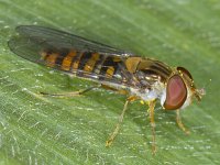 Episyrphus balteatus #09056 : Episyrphus balteatus, Pyamazweefvlieg