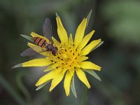 Episyrphus balteatus 22, Snorzweefvlieg, Saxifraga-Peter Meininger