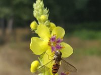 Episyrphus balteatus, Snorzweefvlieg