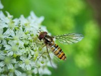 Episyrphus balteatus 28, Snorzweefvlieg, Saxifraga-Ben Delbaere