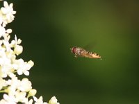 Episyrphus balteatus 3, Snorzweefvlieg, Saxifraga-Jaap Schelvis