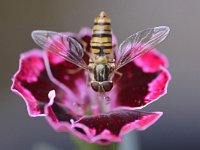 Episyrphus balteatus 30, Snorzweefvlieg, Saxifraga-Tom Heijnen