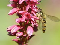 Episyrphus balteatus 31, Snorzweefvlieg, Saxifraga-Tom Heijnen