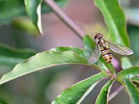 Episyrphus balteatus 42, Snorzweefvlieg, Saxifraga-Tom Heijnen