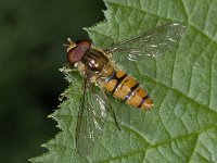 Episyrphus balteatus 02 #02808 : Episyrphus balteatus, Pyamazweefvlieg, male