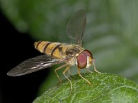 Episyrphus balteatus #03123 : Episyrphus balteatus, Pyamazweefvlieg, male