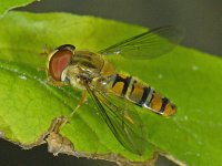 Episyrphus balteatus #09118 : Episyrphus balteatus, Pyamazweefvlieg, male