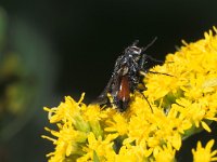 Eriothrix rufomaculata 1, Saxifraga-Frits Bink