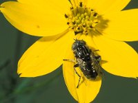 Eristalinus sepulchralis 1, Weidevlekoog, female, Saxifraga-Frits Bink