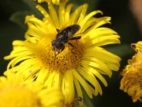 Eristalinus sepulchralis 2, Weidevlekoog, Saxifraga-Peter Meininger