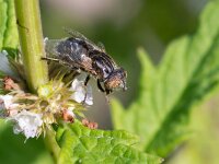 Eristalinus sepulchralis 3, Weidevlekoog, Saxifraga-Gerard de Jong : Eristalinus sepulchralis, Insect, Macro, Marker Wadden, Overig, Saxifraga Beeldbank, Weidevlekoog, Zweefvlieg