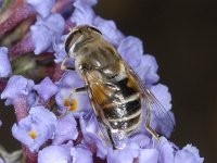 Eristalis arbustorum