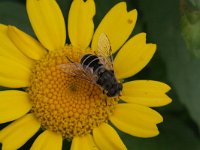 Eristalis arbustorum 10, Kleine bijvlieg, Saxifraga-Rutger Barendse