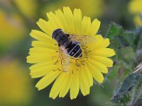 Eristalis arbustorum 11, Kleine bijvlieg, Saxifraga-Peter Meininger