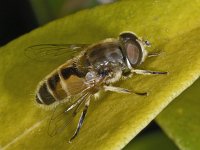 Eristalis arbustorum #02695 : Eristalis arbustorum, Kleine bijvlieg, male