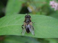 Eristalis arbustorum 4, Kleine bijvlieg, Saxifraga-Rutger Barendse