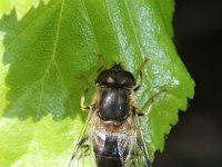 Eristalis arbustorum 5 cf, Saxifraga-Rutger Barendse