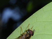 Eristalis arbustorum 6 cf, Saxifraga-Rutger Barendse