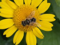 Eristalis arbustorum 8, Kleine bijvlieg, Saxifraga-Rutger Barendse