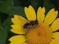 Eristalis arbustorum 9, Kleine bijvlieg, Saxifraga-Rutger Barendse