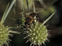 Eristalis horticola 1, Bosbijvlieg, Saxifraga-Frits Bink