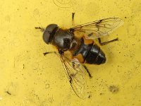 Eristalis horticola N1976 : Eristalis horticola, Bosbijvlieg, male