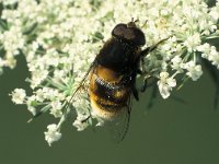 Eristalis intricaria