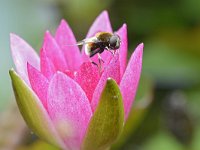 Eristalis intricaria 11, Hommelbijvlieg, Saxifraga-Tom Heijnen