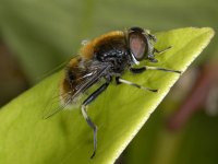 Eristalis intricaria #02743 : Eristalis intricaria, Hommelbijvlieg, male