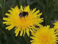 Eristalis intricaria 3, Hommelbijvlieg, Saxifraga-Peter Meininger