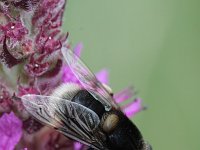 Eristalis intricaria 4, Hommelbijvlieg, Saxifraga-Rutger Barendse