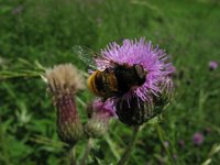 Eristalis intricaria 7, Hommelbijvlieg, Saxifraga-Rutger Barendse