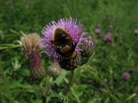 Eristalis intricaria 9, Hommelbijvlieg, Saxifraga-Rutger Barendse