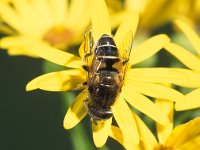 Eristalis nemorum 2, Puntbijvlieg, Saxifraga-Frits Bink