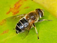 Eristalis nemorum #01183 : Eristalis nemorum, Puntbijvlieg