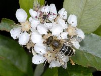 Eristalis nemorum #01385 : Eristalis nemorum, Puntbijvlieg