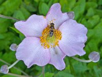 Eristalis nemorum 6, Puntbijvlieg, Saxifraga-Ab H Baas