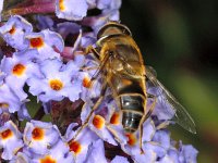 Eristalis pertinax