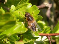 Eristalis pertinax 10, Kegelbijvlieg, Saxifraga-Peter Meininger