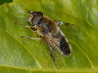 Eristalis pertinax #11683 : Eristalis pertinax, Drone fly, Kegelbijvlieg, male