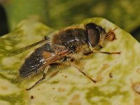 Eristalis pertinax #46830 : Eristalis pertinax, Drone fly, Kegelbijvlieg, male