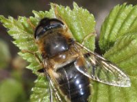 Eristalis pertinax 6, Kegelbijvlieg, Saxifraga-Rutger Barendse