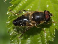 Eristalis pertinax 7, Kegelbijvlieg, Saxifraga-Rutger Barendse