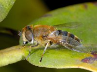 Eristalis tenax #01382 : Eristalis tenax, Blinde bij