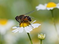 Eristalis similis 2, Onvoorspelbare bijvlieg, Saxifraga-Hans Dekker