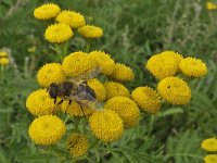 Eristalis tenax 10, Blinde bij, Saxifraga-Ab H Baas