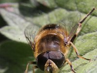 Eristalis tenax 11, Blinde bij, Saxifraga-Rutger Barendse